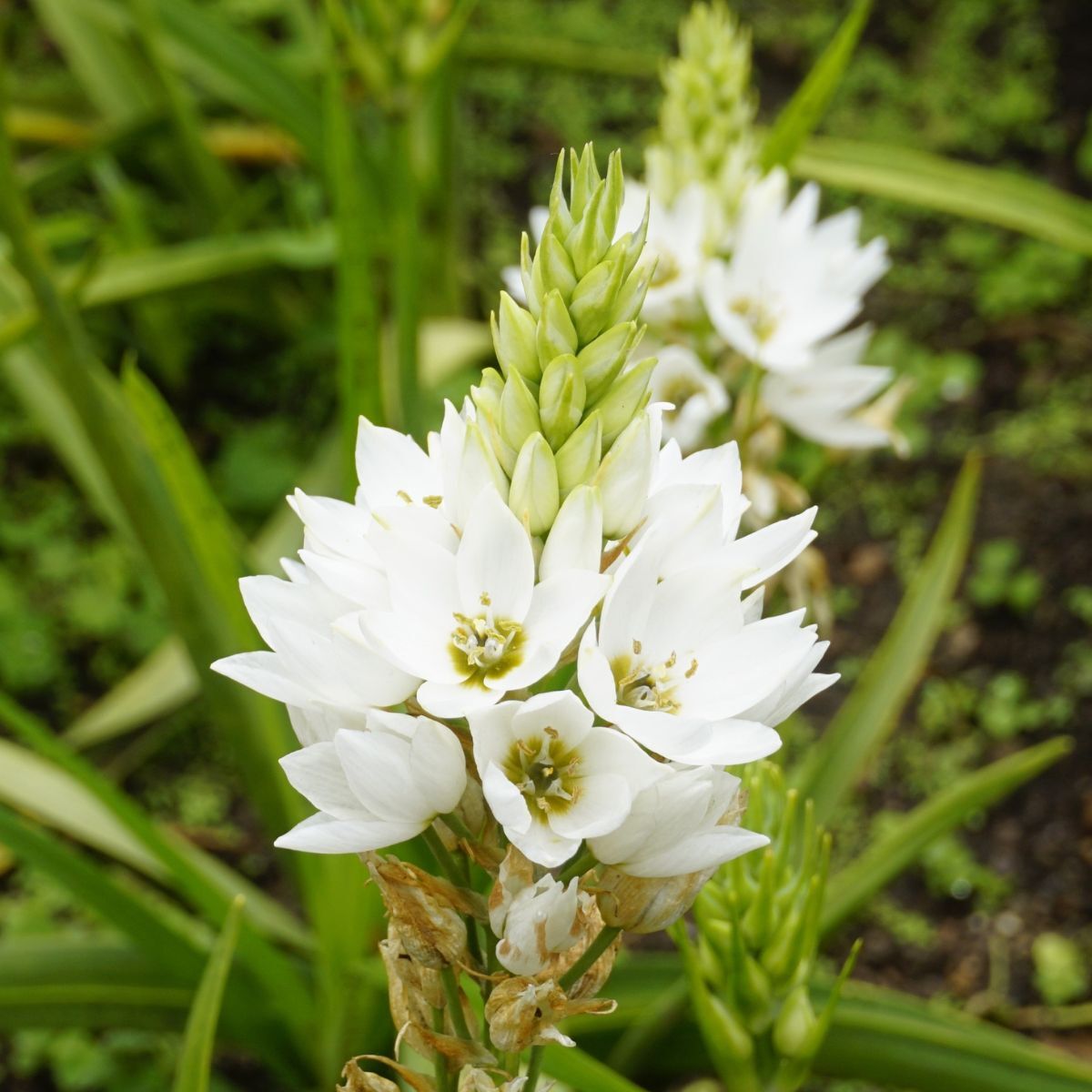 Chincherinchee